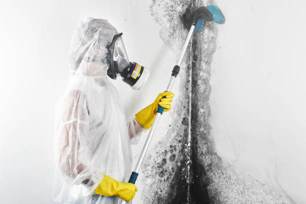 Best Environmental Consulting for Mold Prevention  in Helena Valley Northwest, MT