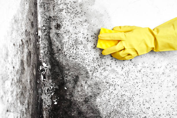 Best Asbestos and Lead Testing During Mold Inspection  in Helena Valley Northwest, MT