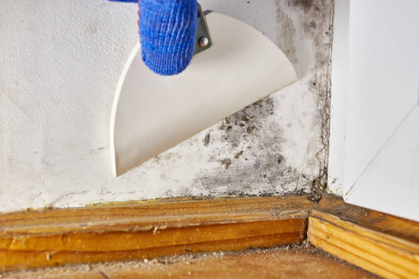 Best Black Mold Removal  in Helena Valley Northwest, MT